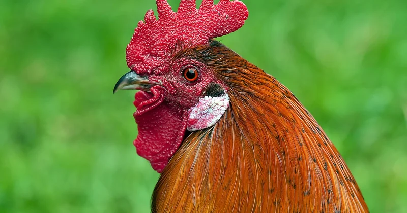 Recette de buddha bowl au poulet : la version que je fais le plus souvent